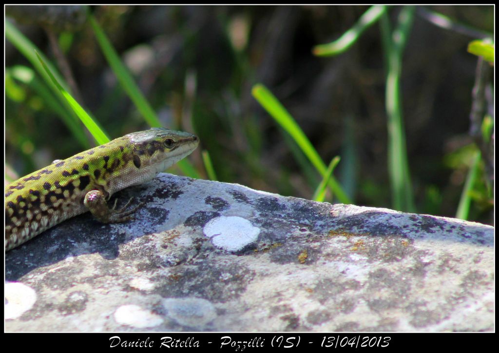 Un p di Podarcis siculus campestris della mia zona!